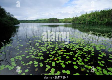 Loch Linne, Knapdale, Freshwater Habitat which European Beavers (Castor Fiber) are Reintroduced in 2009, Argyll, Schottland, Juli 2009 Stockfoto