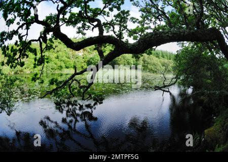 Loch Linne, Knapdale, Freshwater Habitat, in das 2009 wieder europäische Biber (Castor Fiber) eingeführt wurden, Argyll, Schottland, Juli Stockfoto