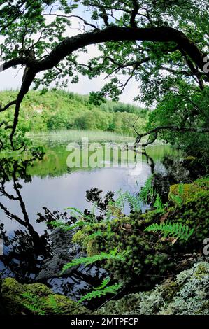 Loch Linne, Knapdale, Freshwater Habitat, in das 2009 wieder europäische Biber (Castor Fiber) eingeführt wurden, Argyll, Schottland, Juli Stockfoto