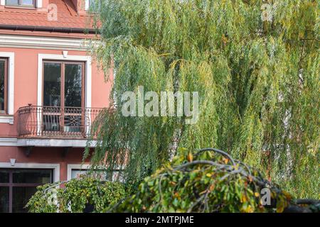 Ein Haus im Schatten von weinenden Weiden an einem sonnigen Sommertag. Stockfoto