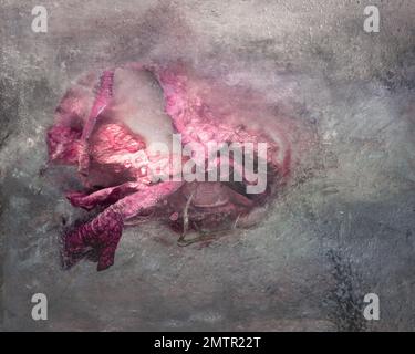 Blume in Eis eingefroren mit Konsistenz Stockfoto