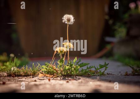 Weißer flauschiger Löwenzahn wächst auf einem Betonweg Stockfoto