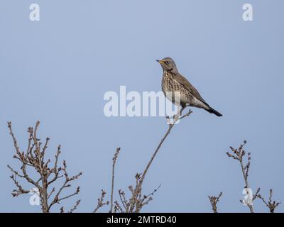 Fieldfare (Turdus Pilaris) auf der Baumspitze Stockfoto