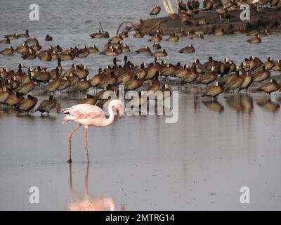 Ein Seitenblick auf einen größeren Flamingo, der im flachen Wasser mit einer Herde Enten im Hintergrund läuft Stockfoto