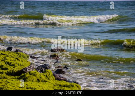 Mit Algen bedeckte Steine am Sandstrand des Meeres in der hellen Sonne und kleinen Wellen. Stockfoto