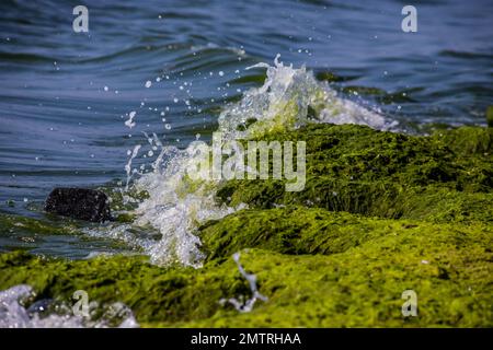 Meereswellen stürzen gegen große Felsen am Ufer und bilden große Spritzer. Stockfoto