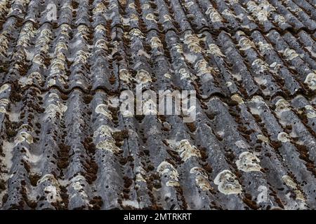 Das alte Schieferdach ist mit grünem Moos und trockenem Laub bedeckt. Das Konzept des Dachersetzens. Dachreparatur. Stockfoto