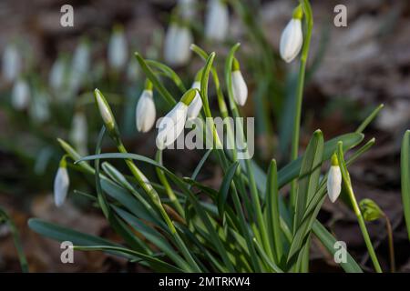 Weiße Schneetropfenblume, Nahaufnahme. Galanthus blüht im Frühling von der Sonne im grünen, verschwommenen Hintergrund. Galanthus nivalis bulbous, p Stockfoto