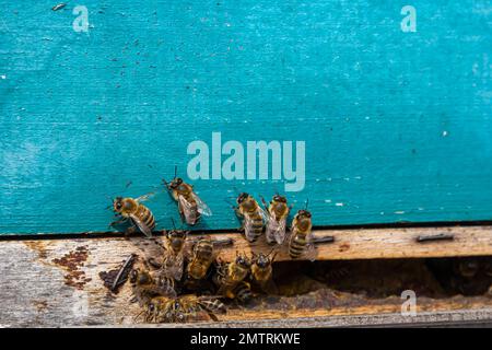 Honigbienen kommen in den Bienenstock. Bienen am Eingang zum Bienenstock Nahaufnahme auf blauem Hintergrund des Bienenstocks. Bienen, Bienenstock, Bienenzucht, Honigproduktion. Nach Hause Stockfoto