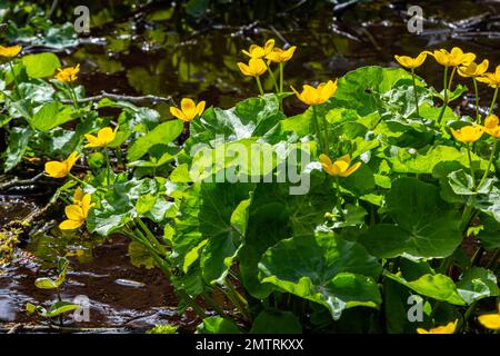 Die gelben Blumen von Marsh Marigold Caltha palustris vor der Kulisse des Sumpfteichs. Marigold Caltha, die bei Homeopa benutzt wurde Stockfoto