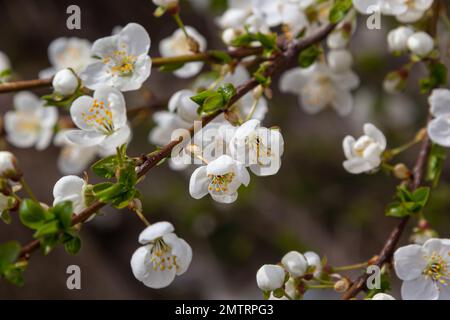 Prunus cerasifera Blütenweißer Pflaumenbaum. Weiße Blüten von Prunus cerasifera. Stockfoto