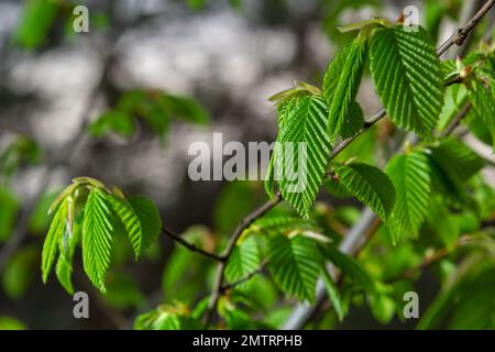 Blühender Hornbalken, Carpinus betulus. Blüten und junge Hornbalkenblätter auf dem Hintergrund von Stämmen und Zweigen. Stockfoto