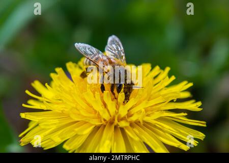 Nahaufnahme der kleinen weißen, flauschigen Wildbiene in gelber Löwenblume auf der Wiese. Stockfoto