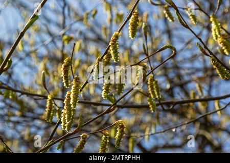 Blühender Hornbalken, Carpinus betulus. Blüten und junge Hornbalkenblätter auf dem Hintergrund von Stämmen und Zweigen. Stockfoto