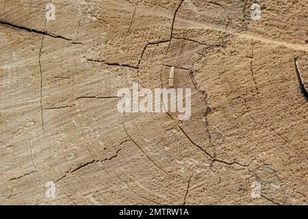 Woodiness Growth Ring, Nahaufnahme des Fotos. Holzbohlen Hintergrund. Rindenholz. Stockfoto