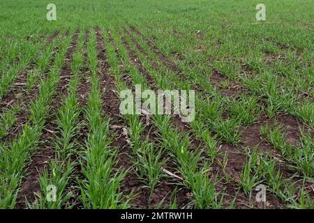 Reihen grüner junger Triebe, das Konzept der Landwirtschaft, Weizen- oder Roggenfelder. Stockfoto