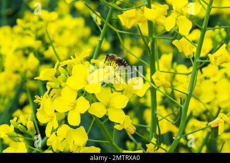 Biene auf gelber Rapsblume auf unscharfem Hintergrund. Stockfoto