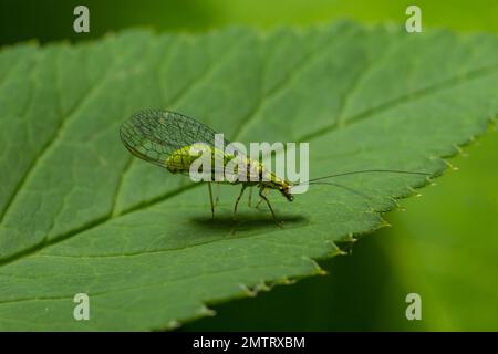 Green Lacewing, Chrysopa perla, Blattläuse jagen. Es ist ein Insekt in der Familie der Chrysopidae. Die Larven sind aktive Raubtiere und ernähren sich von Blattläusen und Stockfoto