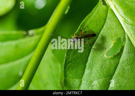 Dusona ist eine Gattung parasitoider Wespen, die zur Familie der Ichneumonidae gehört. Stockfoto