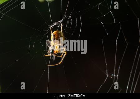 Makrofoto einer Krabbenspinne, die an einer Pflanze hängt, xysticus CroceUS. Stockfoto