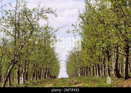 Obstbäume in einer Reihe auf dem Bauernhof gepflanzt. Landwirtschaftliche Arbeiten im Frühjahr. Apfelplantage. Furchen auf dem Boden. Felder für verschiedene Feldfrüchte. Agricultur Stockfoto