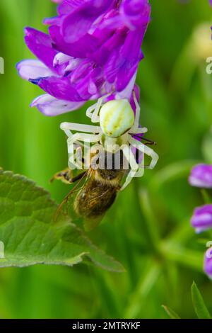 Makroaufnahme einer blühenden Krabbenspinne Misumena vatia, die ihre Farbe je nach Hintergrund der Blume ändern kann, die die Wildbiene gefangen hat. Stockfoto