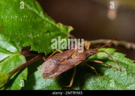 Kürbiskäfer Coreus marginatus. Dock Bug Coreus marginatus auf einem grünen Grasblatt. Stockfoto