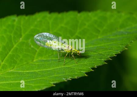 Green Lacewing, Chrysopa perla, Blattläuse jagen. Es ist ein Insekt in der Familie der Chrysopidae. Die Larven sind aktive Raubtiere und ernähren sich von Blattläusen und Stockfoto