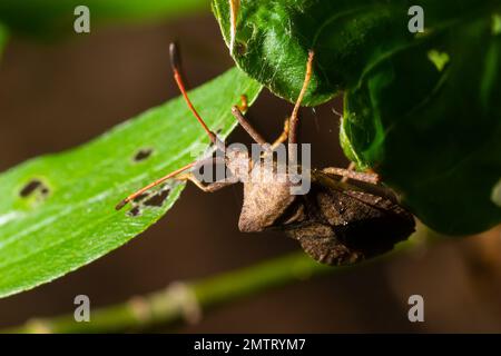 Kürbiskäfer Coreus marginatus. Dock Bug Coreus marginatus auf einem grünen Grasblatt. Stockfoto