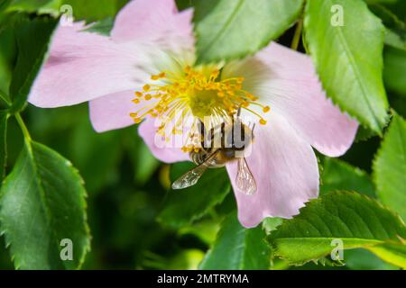 Honig Biene Apis mellifera sammelt Pollen auf weiße Blume von Bush Dog Rose. Latin Rosa Canina, ähnlich einem Sweet Briar auch als heckenrose stat Stockfoto