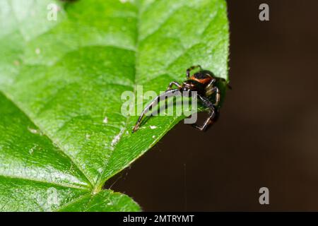 Makrofoto einer Krabbenspinne, die an einer Pflanze hängt, xysticus CroceUS. Stockfoto