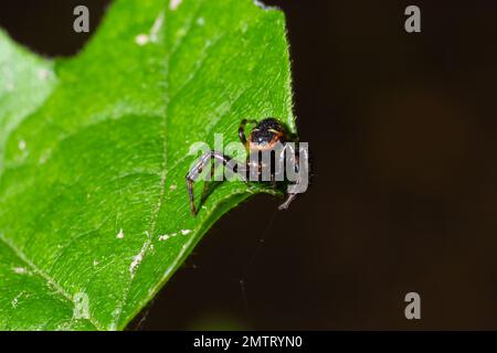 Makrofoto einer Krabbenspinne, die an einer Pflanze hängt, xysticus CroceUS. Stockfoto