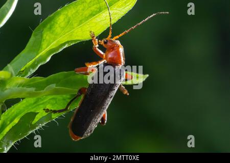 Cantharis livida ist eine Art von Käfer, die zur Gattung Cantharis der Familie Cantharidae gehört. Stockfoto