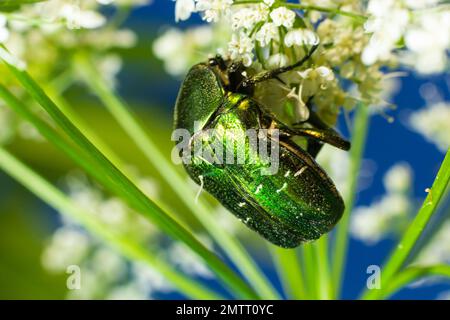 Makroaufnahme eines wunderschönen, metallischen, glänzenden Grün- und Kupferkäfers, Protaetia cuprea, auf weißer Blume in hellem Sonnenlicht. Stockfoto