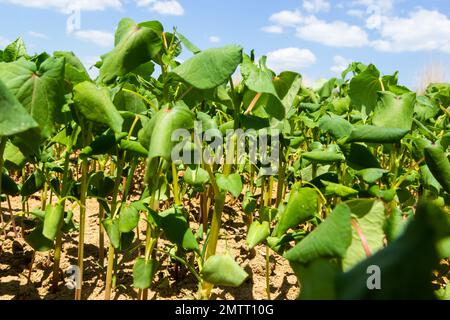 Das Feld des Sprossen-Buchweizens im Hintergrund des Himmels. Buchweizen, Fagopyrum esculentum, japanischer und Silberhüllenbuckweizen auf dem Feld. Nahaufnahme Nursing Bu Stockfoto