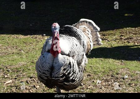 Rothals-tom-palmenpute Stockfoto