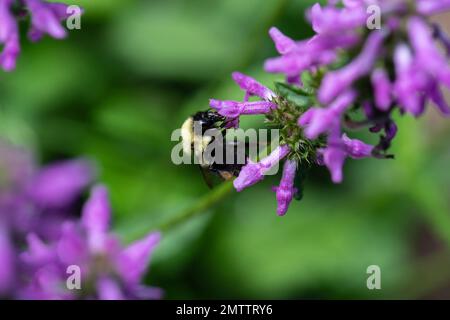 Hummelbiene auf Nepeta auf Nahrungssuche und polinierende Blumen Stockfoto