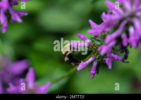 Hummelbiene auf Nepeta auf Nahrungssuche und polinierende Blumen Stockfoto