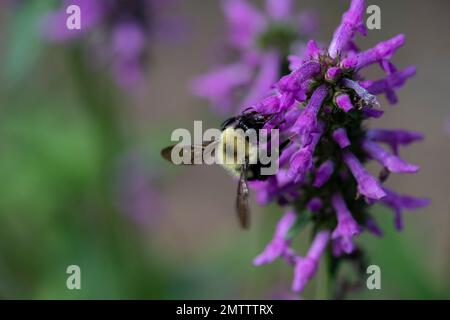 Hummelbiene auf Nepeta auf Nahrungssuche und polinierende Blumen Stockfoto