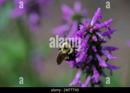 Hummelbiene auf Nepeta auf Nahrungssuche und polinierende Blumen Stockfoto