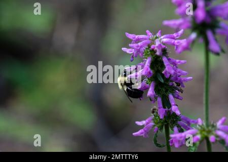 Hummelbiene auf Nepeta auf Nahrungssuche und polinierende Blumen Stockfoto