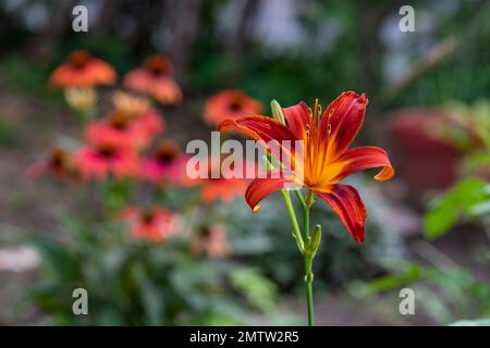 Orangefarbene Tageslilie, Hemerocallis fulva, im englischen Landhausgarten groß, groß Stockfoto