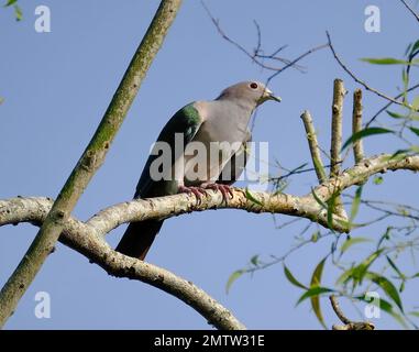 Eine Großaufnahme einer Grauen Kaisertaube, hoch oben auf einem Ast eines Baumes Stockfoto