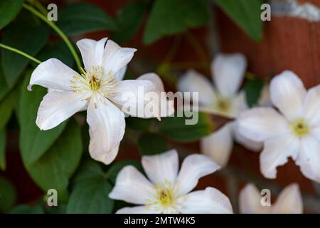 Weiße blühende Clematis klettern auf Ziegelmauern Stockfoto