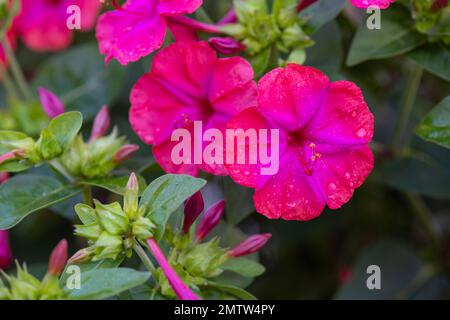 Mirabilis jalapa, vier Uhr, Blume, rot, rosa, Magenta, blühend, mit Tau auf Blütenblättern. Stockfoto