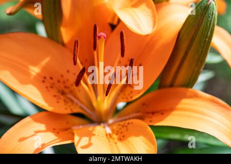 Lilium bulbiferum, Orange Lily in voller Blüte, Nahaufnahme, in einem Garten, Brownsburg, Quebec Stockfoto