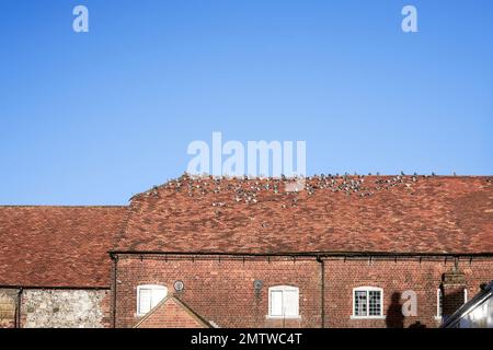 Tauben ruhten auf einem roten Tonziegeldach mit blauem Himmel dahinter Stockfoto