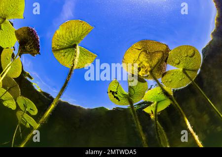 Sweet-Dcented Waterlily, Nymphaea odorata, der sich am Lost Canyon Lake, Mecota County, Michigan, USA, auf den Weg macht Stockfoto