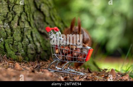 Europäisches Rothörnchen sammelt Haselnüsse in einem Einkaufswagen. Stockfoto