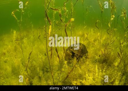 Blanding's Turtle, Emydoidea blandingii, liegt am Fuße des Lost Canyon Lake, Mecota County, Michigan, USA Stockfoto